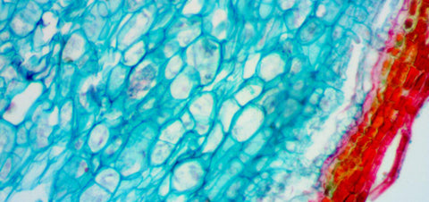 Microscopio trinocular digital Levenhuk D670T 5,1M